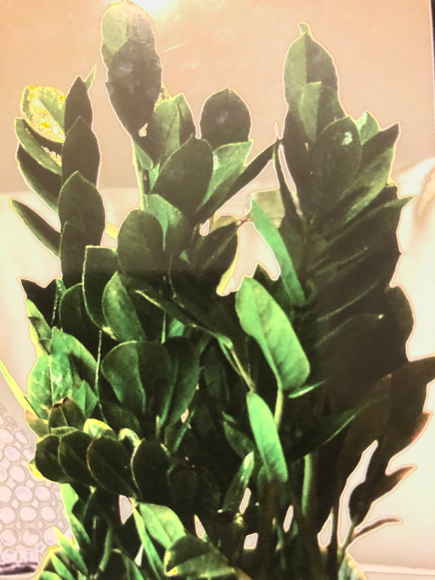 Zamioculcas Zamiifolia (ZZ PLANT)
