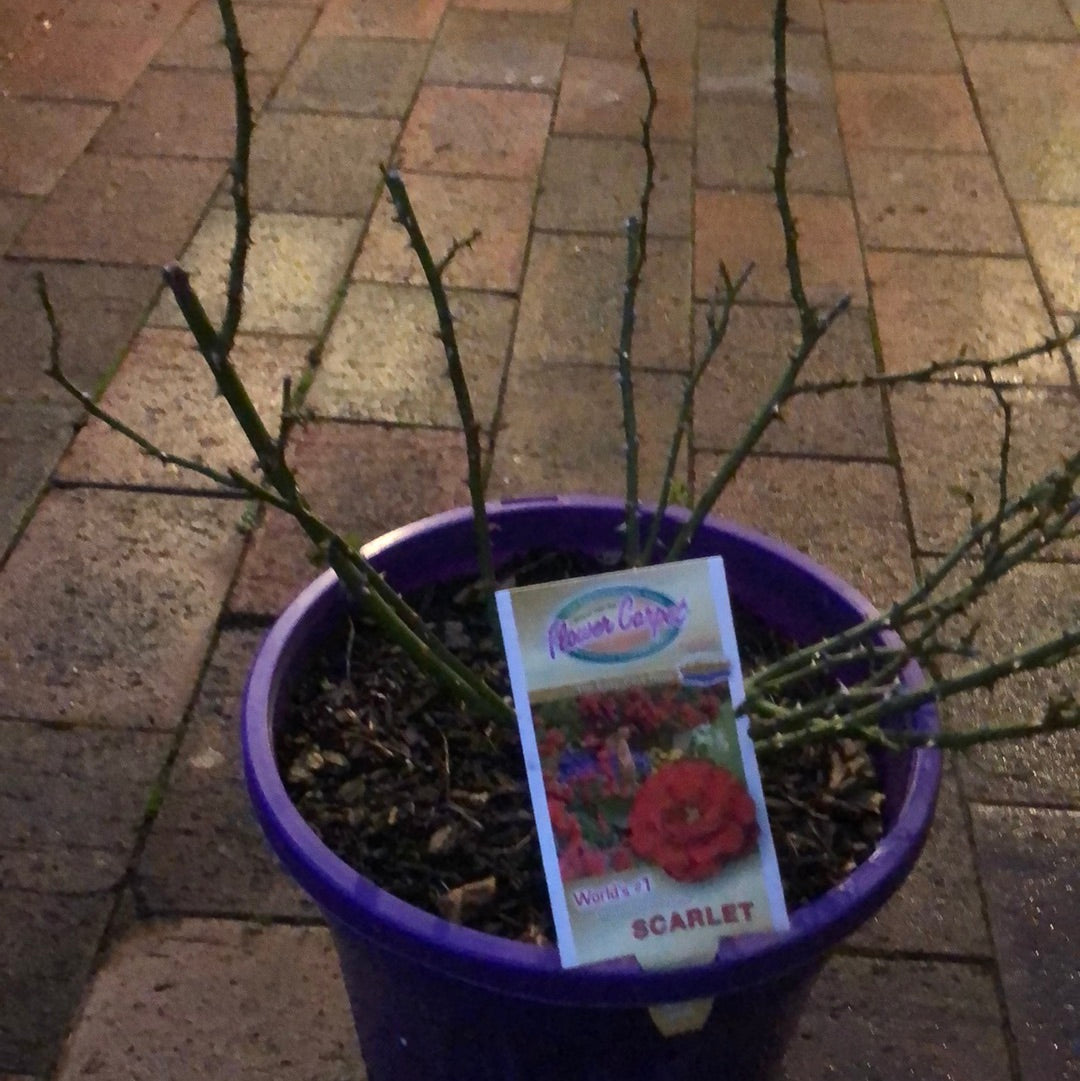 Rose Flower Carpet Scarlet