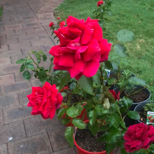 Rose Hybrid Tea Papa Meilland