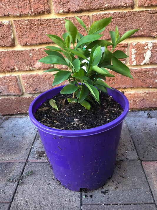 Brunfelsia Latifolia (Sweet and Petite)