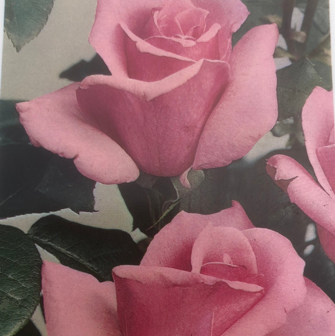 Rose Hybrid Tea Eiffel Tower