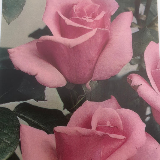 Rose Hybrid Tea Eiffel Tower