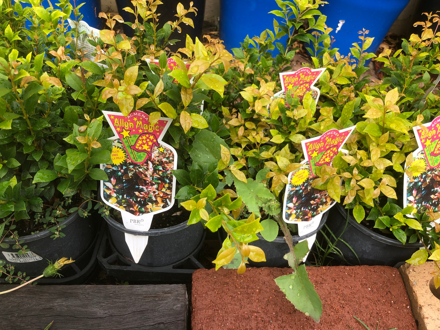 Acmena Allyn Magic Lilly Pilly