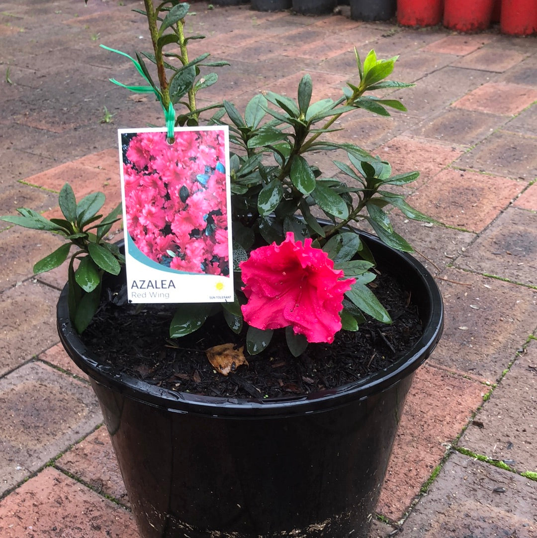 Azalea Red Wing
