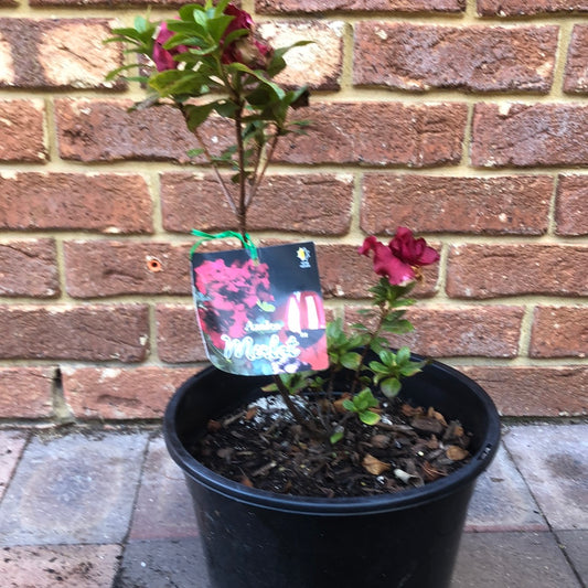 Azalea Merlot