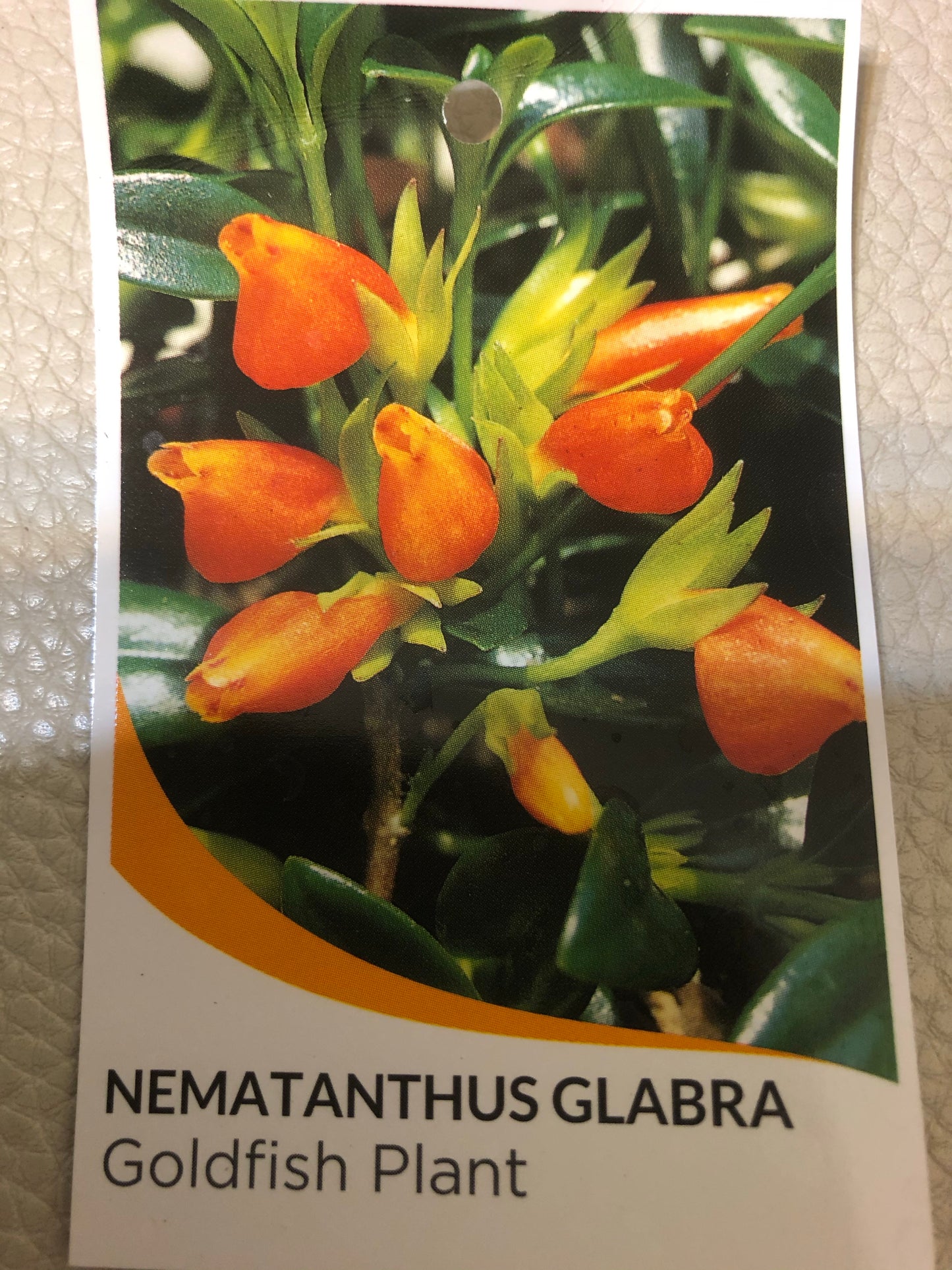 Nematanthus Glabra Goldfish Plant
