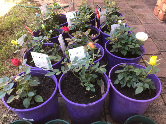 Rose Jewels (Miniature)