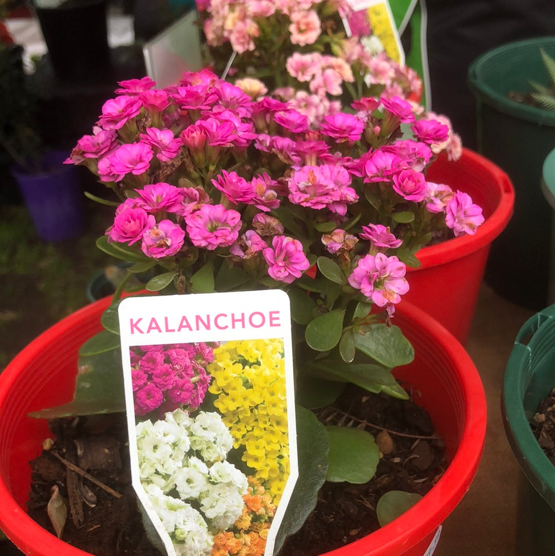 Kalanchoe