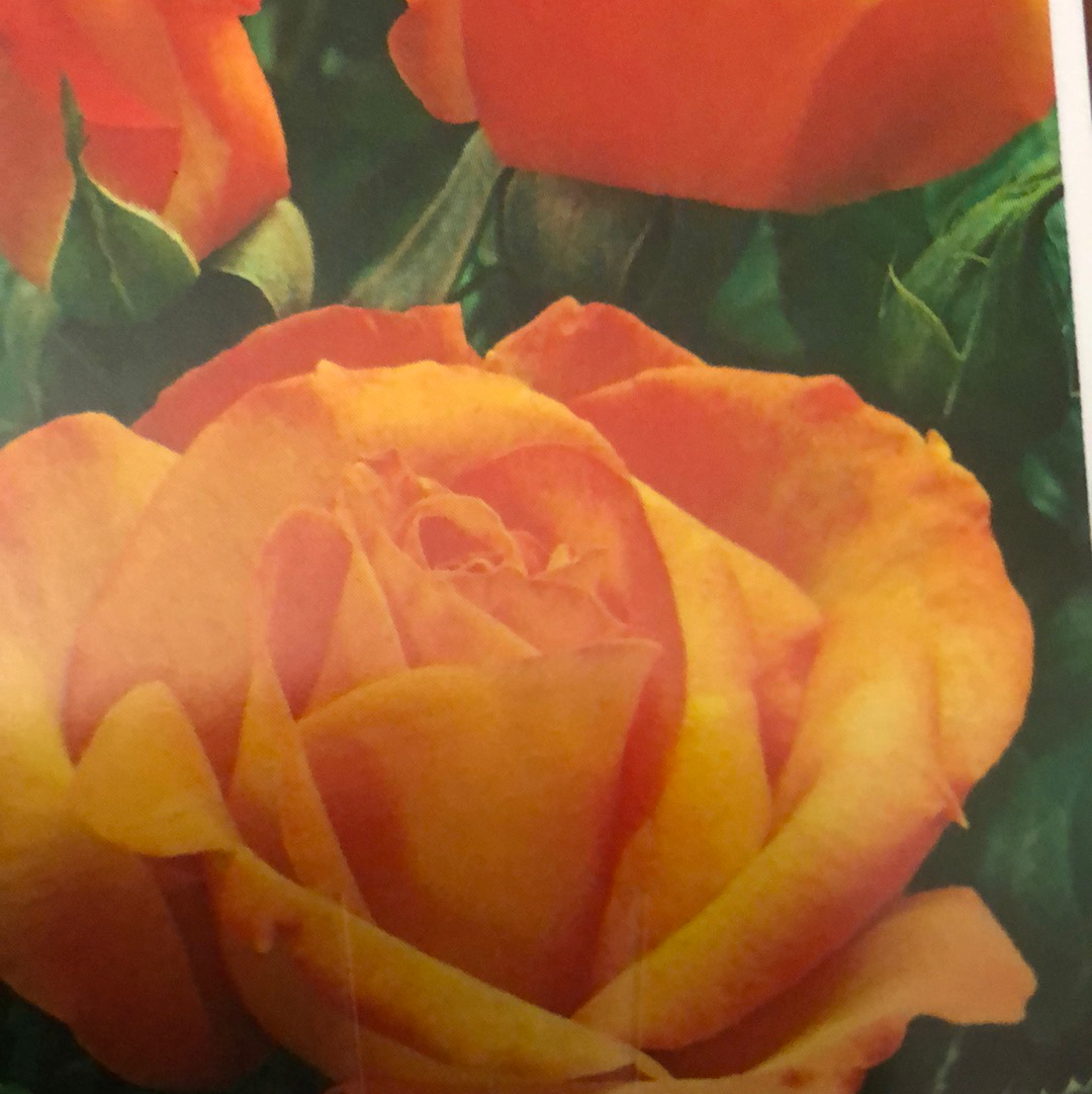 Rose Hybrid Tea Gold Medal