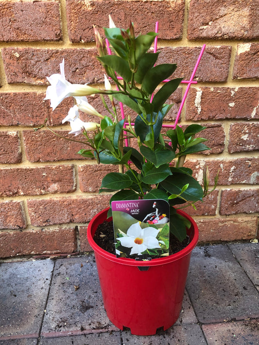 Diamantina Jade White (Mandevilla Sanderi)