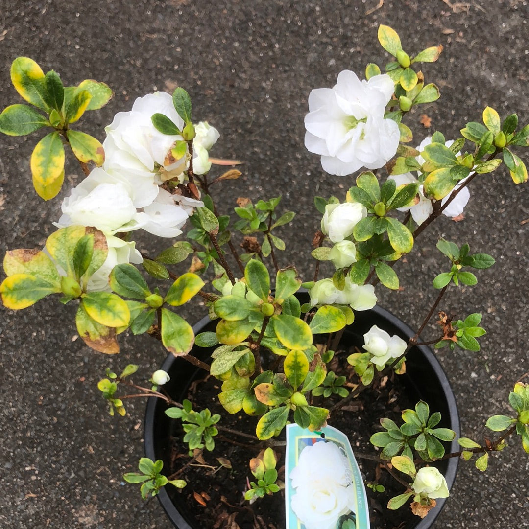 Azalea Brides Bouquet