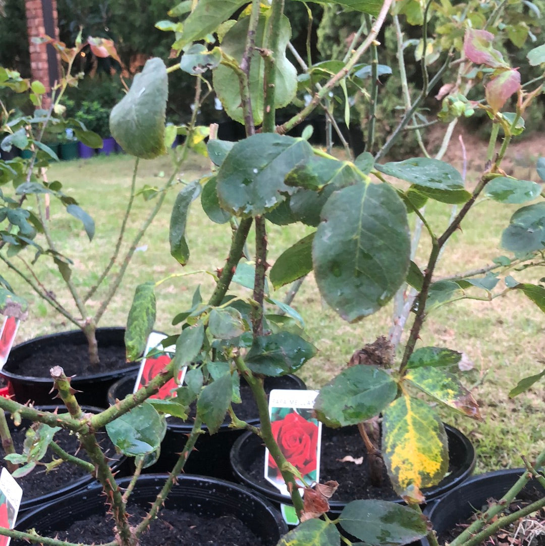 Rose Hybrid Tea Papa Meilland