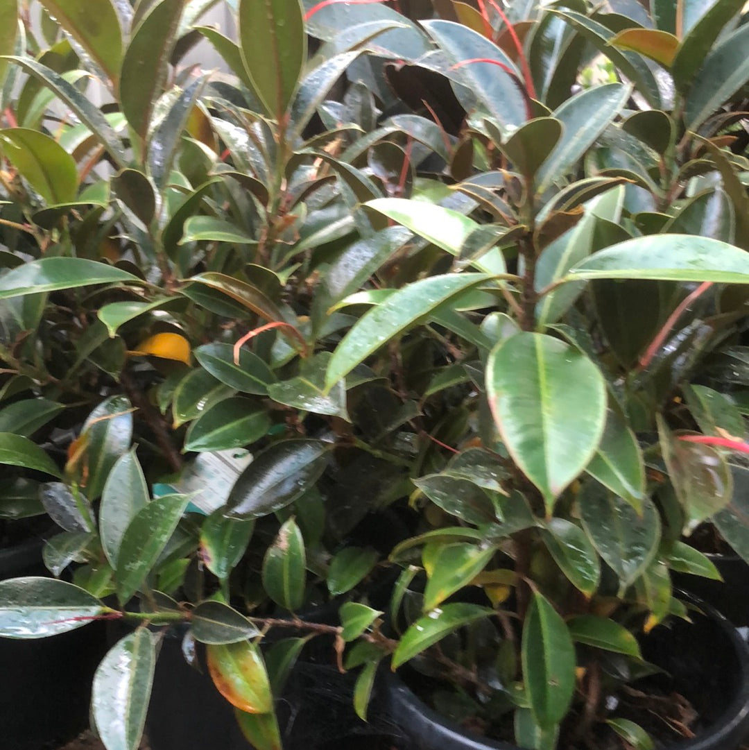 Ficus Melany