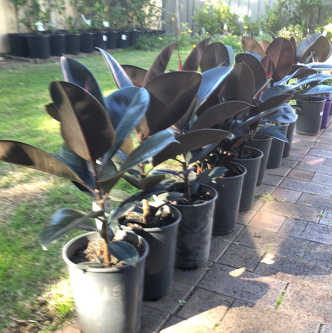 Ficus Elastica Burgundy