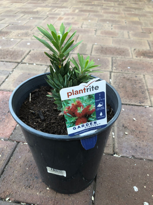 Callistemon Little John