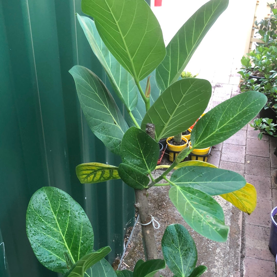 Ficus Benghalensis Audrey