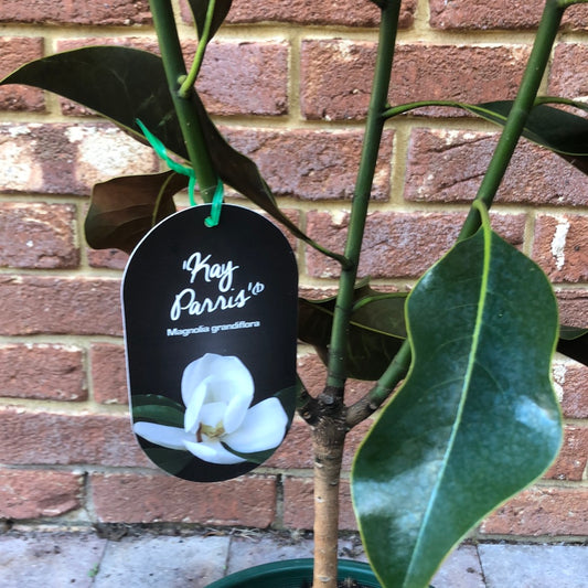 Magnolia Grandiflora