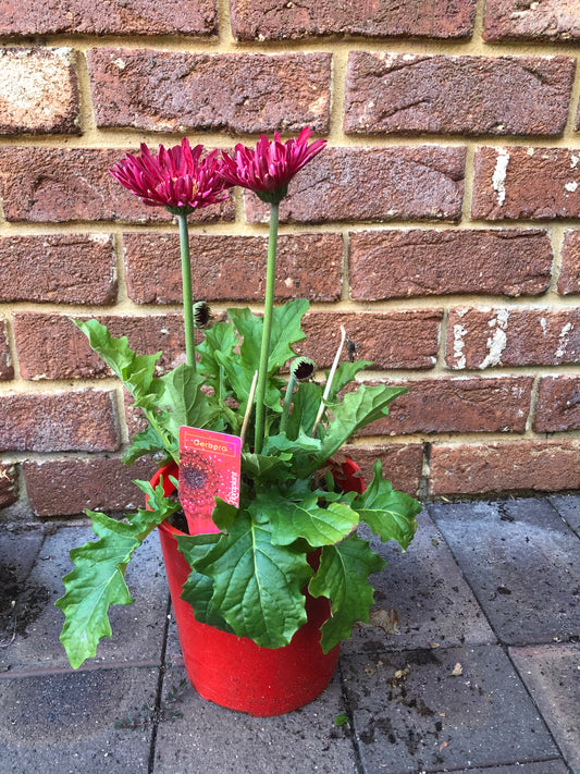 Gerbera Bright Red