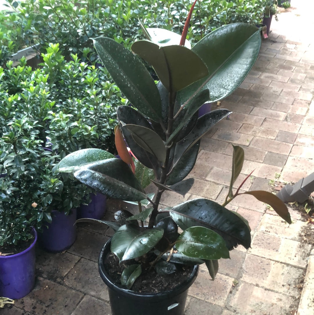 Ficus Elastica Burgundy