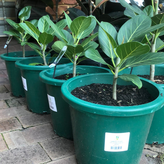 Ficus Benghalensis Audrey