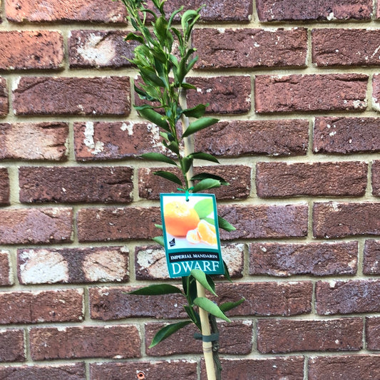 Mandarin Imperial Citrus Reticulata Semi Dwarf