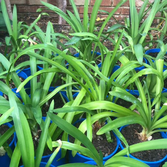 Agapanthus Black Magic