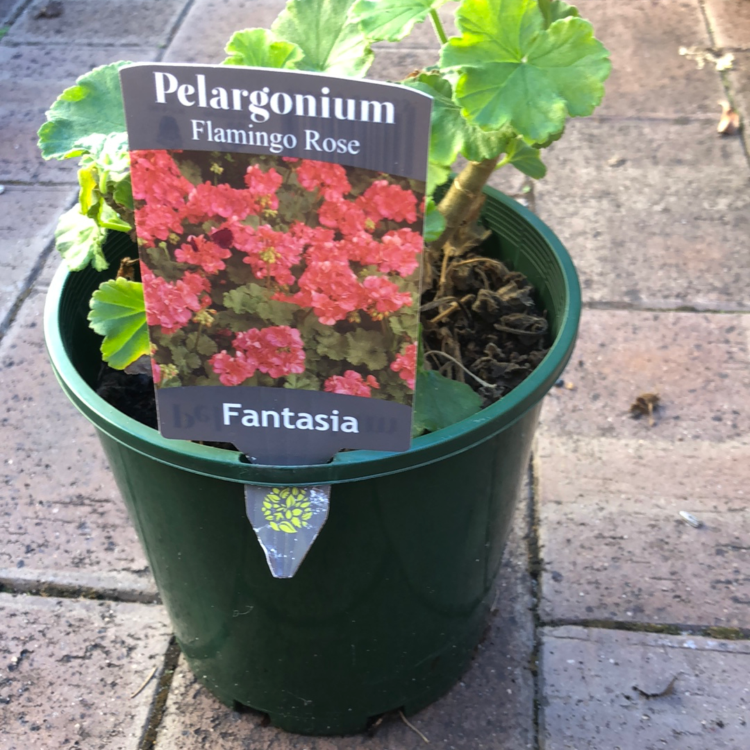 Geranium Pelargonium Falmingo Rose