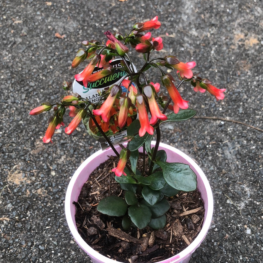 Kalanchoe Orange Bells