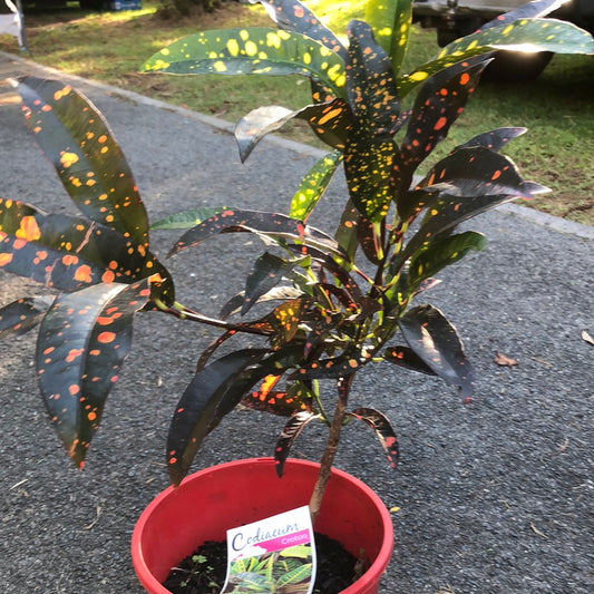 Croton Codiaeum variegatum