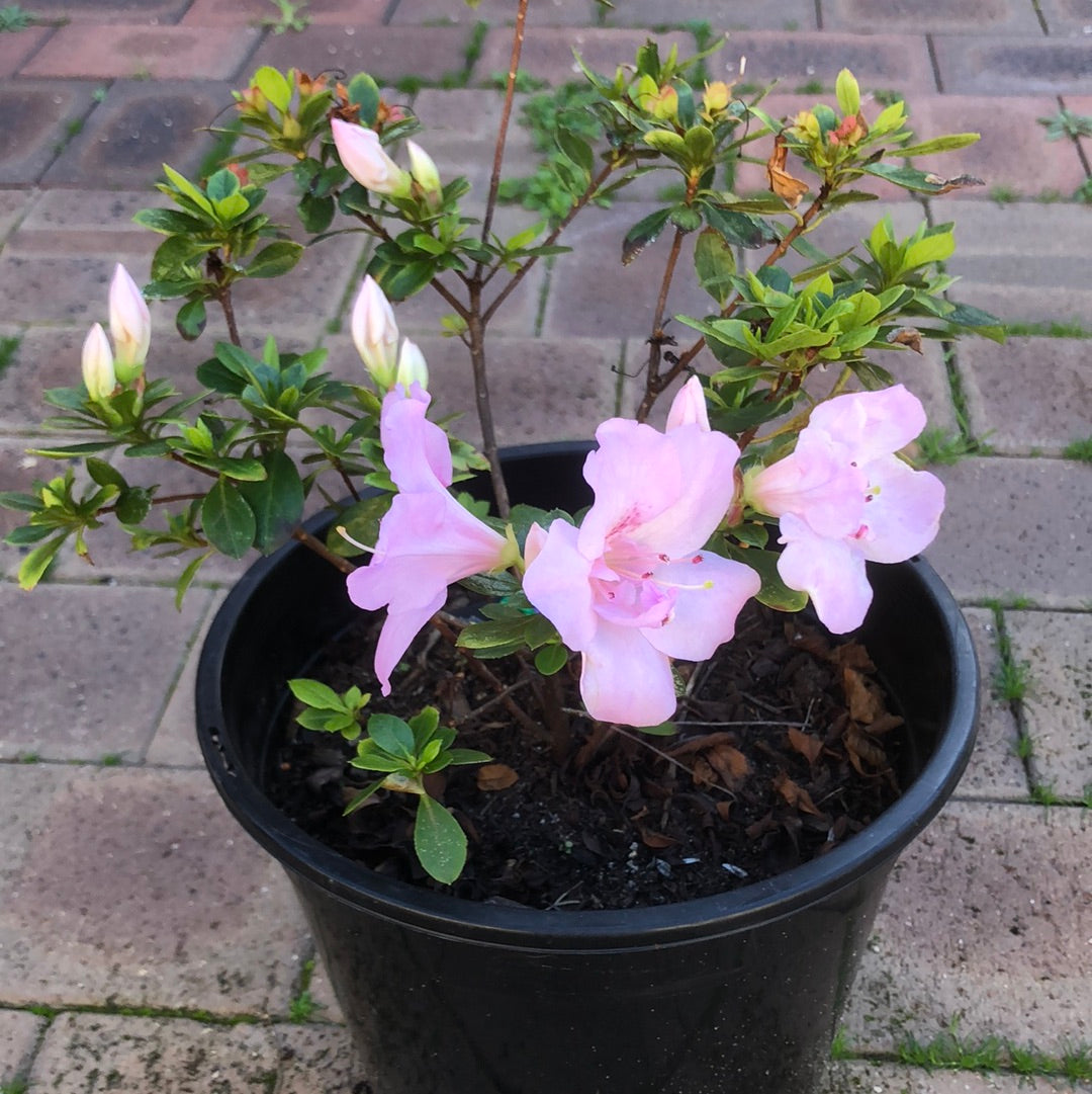 Azalea Antarctica