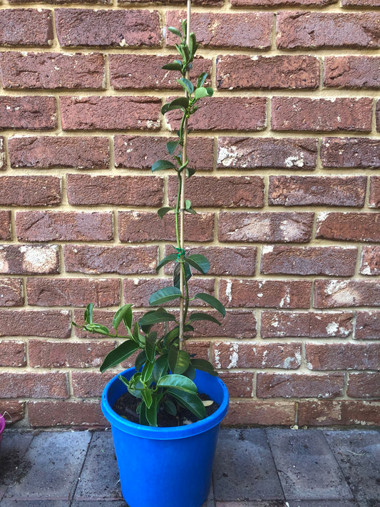 Stephanotis Floribanda