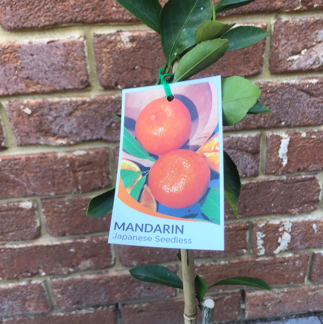 Mandarin Japanese Seedless