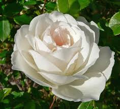 Rose Iceberg