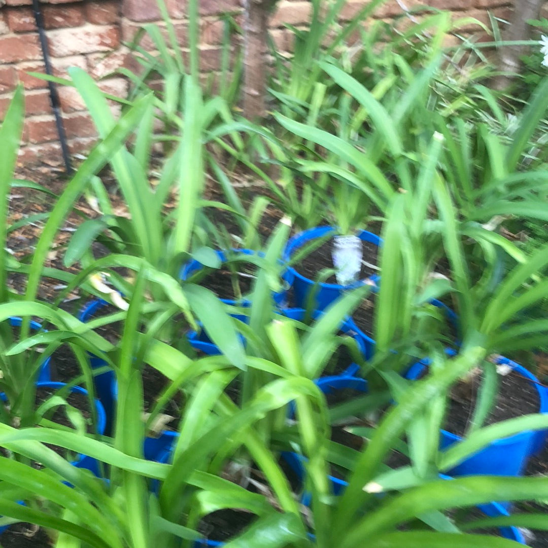 Agapanthus Black Magic