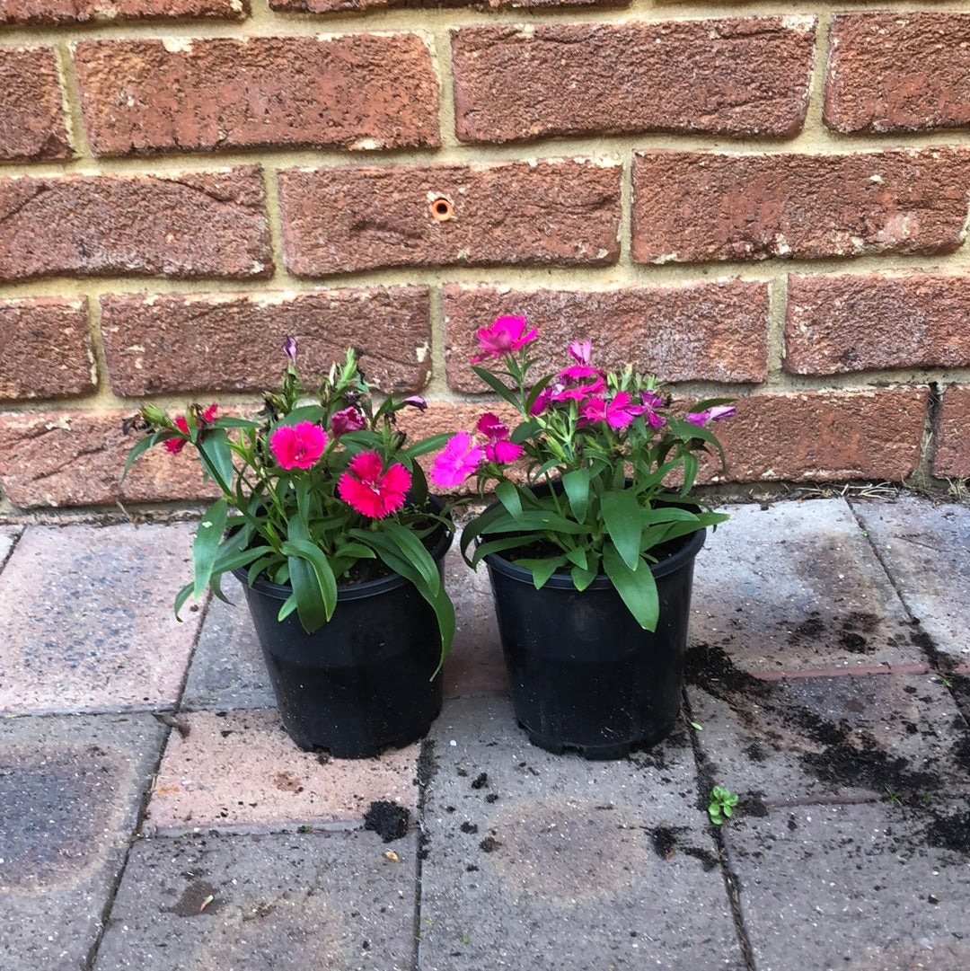Dianthus Persian Carpet