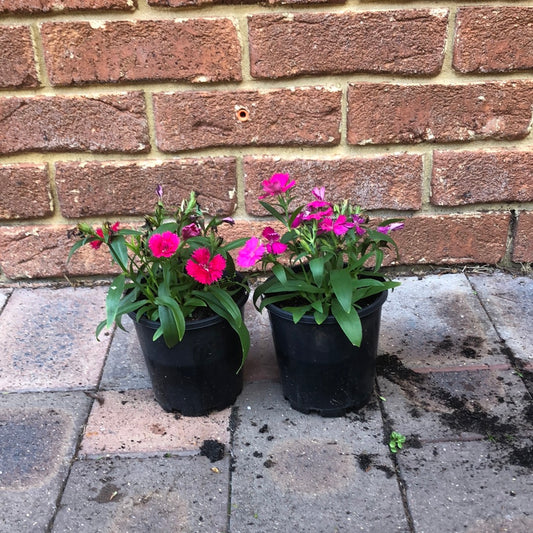Dianthus Persian Carpet