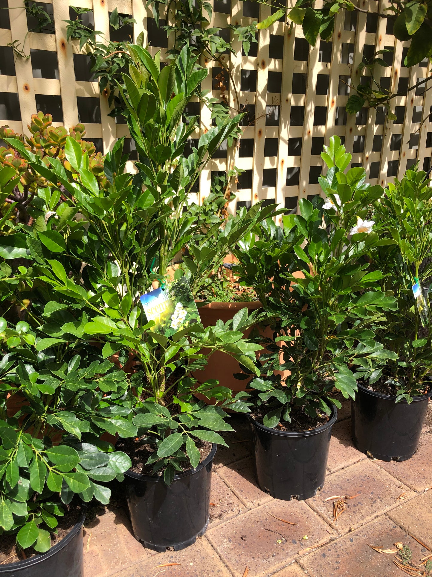 Radermachera Summer Scent