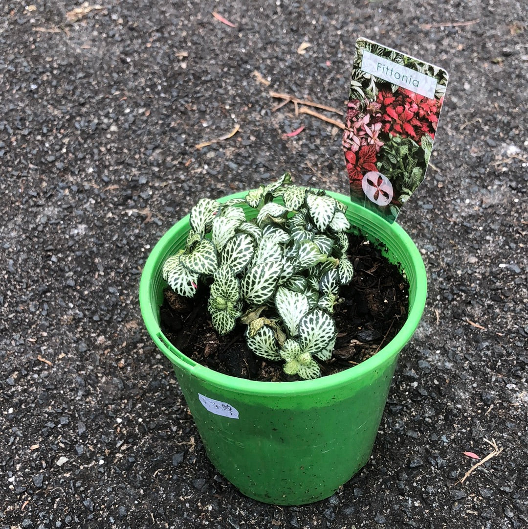 Nerve Plant (Fittonia)