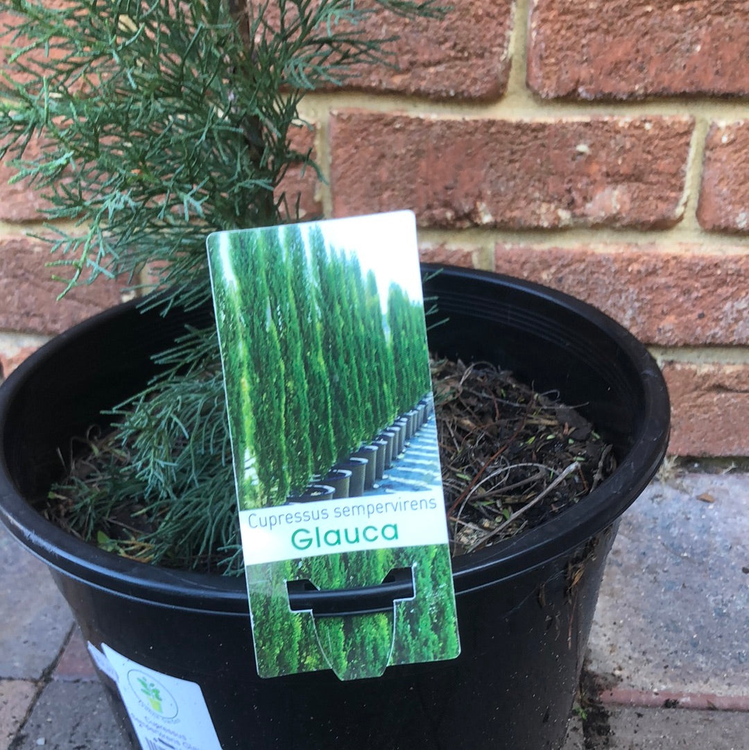 Cupressus Sempervirens Glauca