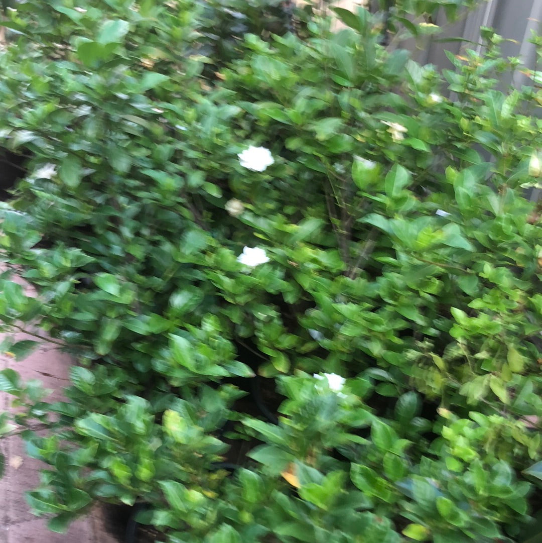 Gardenia Florida