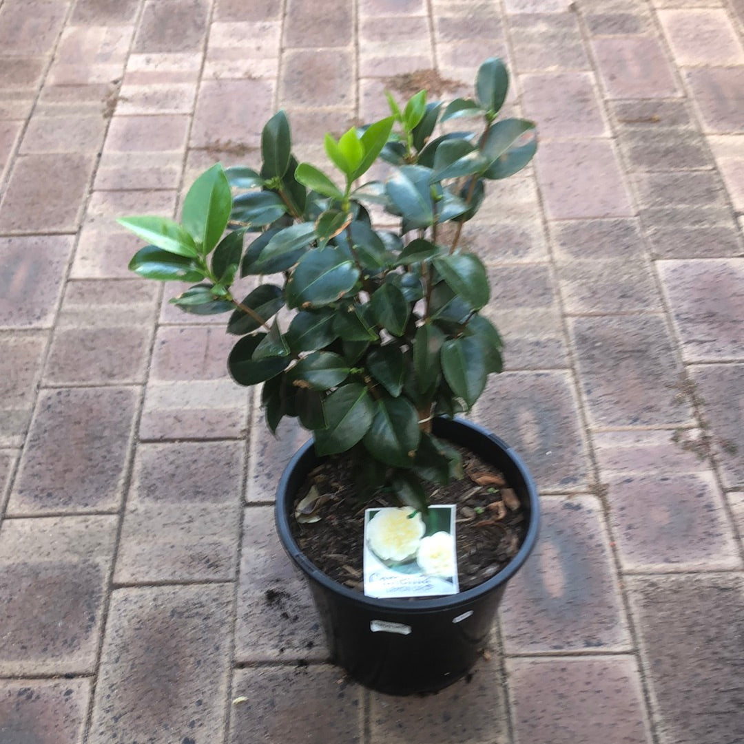 Camellia Lemon Drop