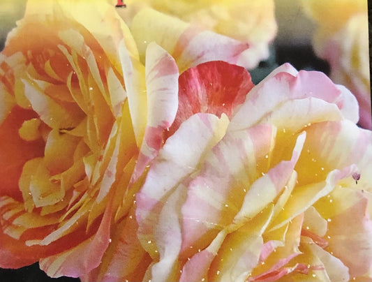 Rose Hybrid Tea Tropical Sunset