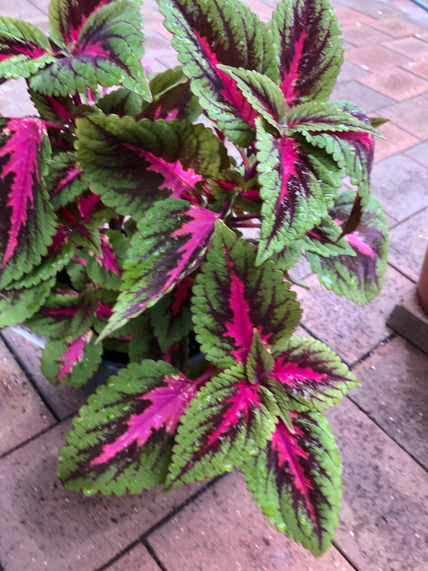 Coleus Main Street (Blumei)