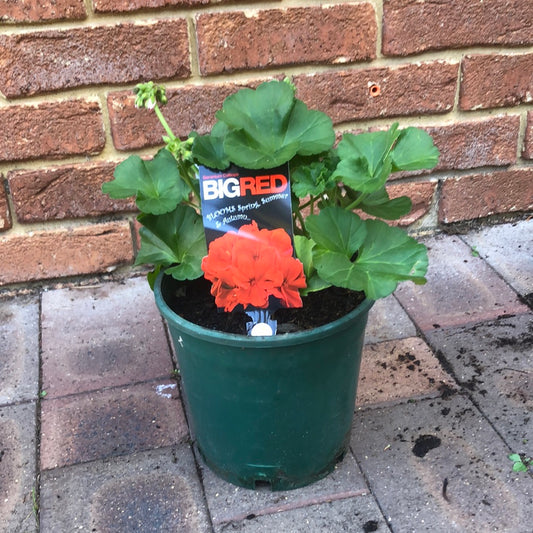 Geranium Calliope Big Red