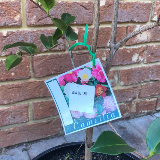 Camellia Edna Butler