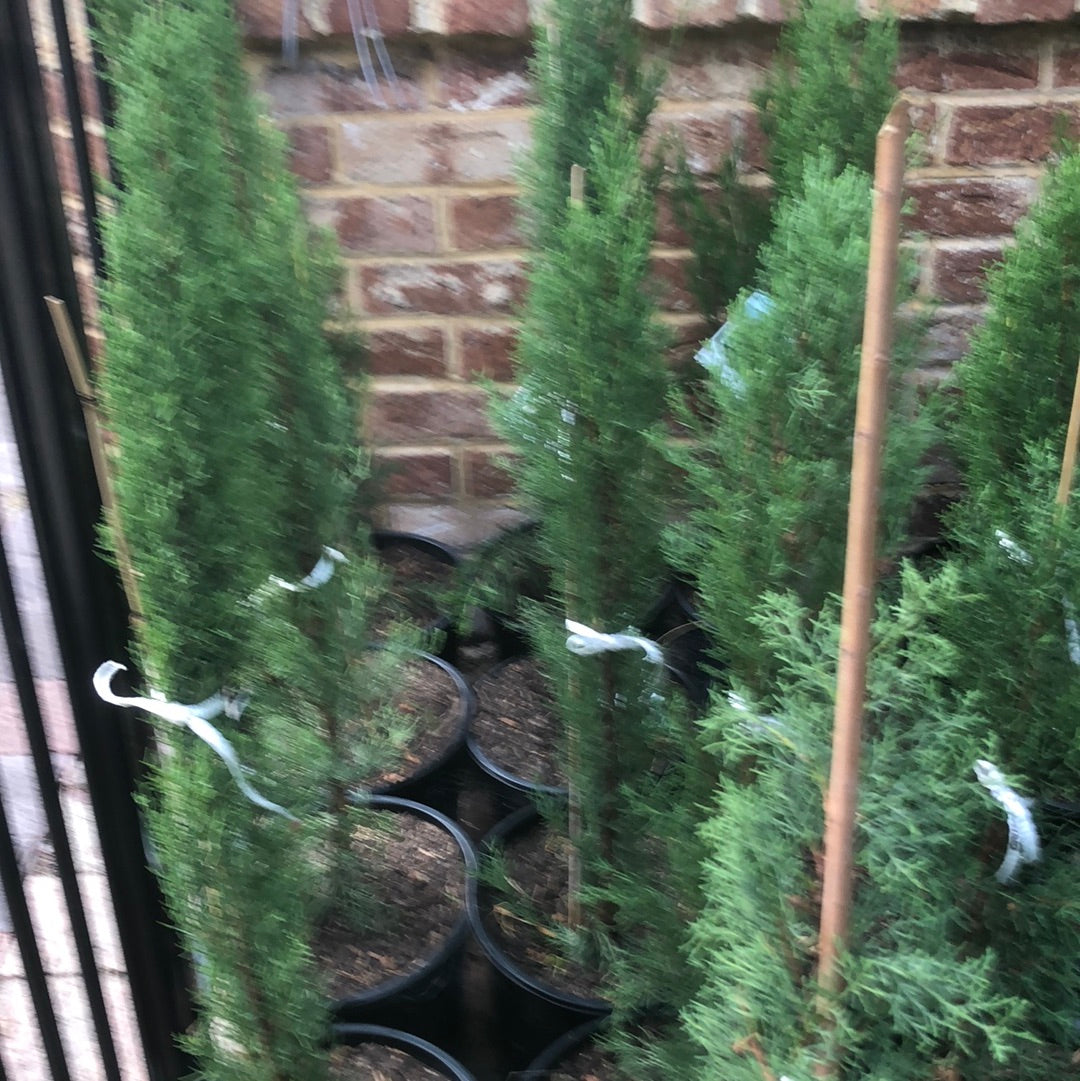 Cupressus Sempervirens Glauca