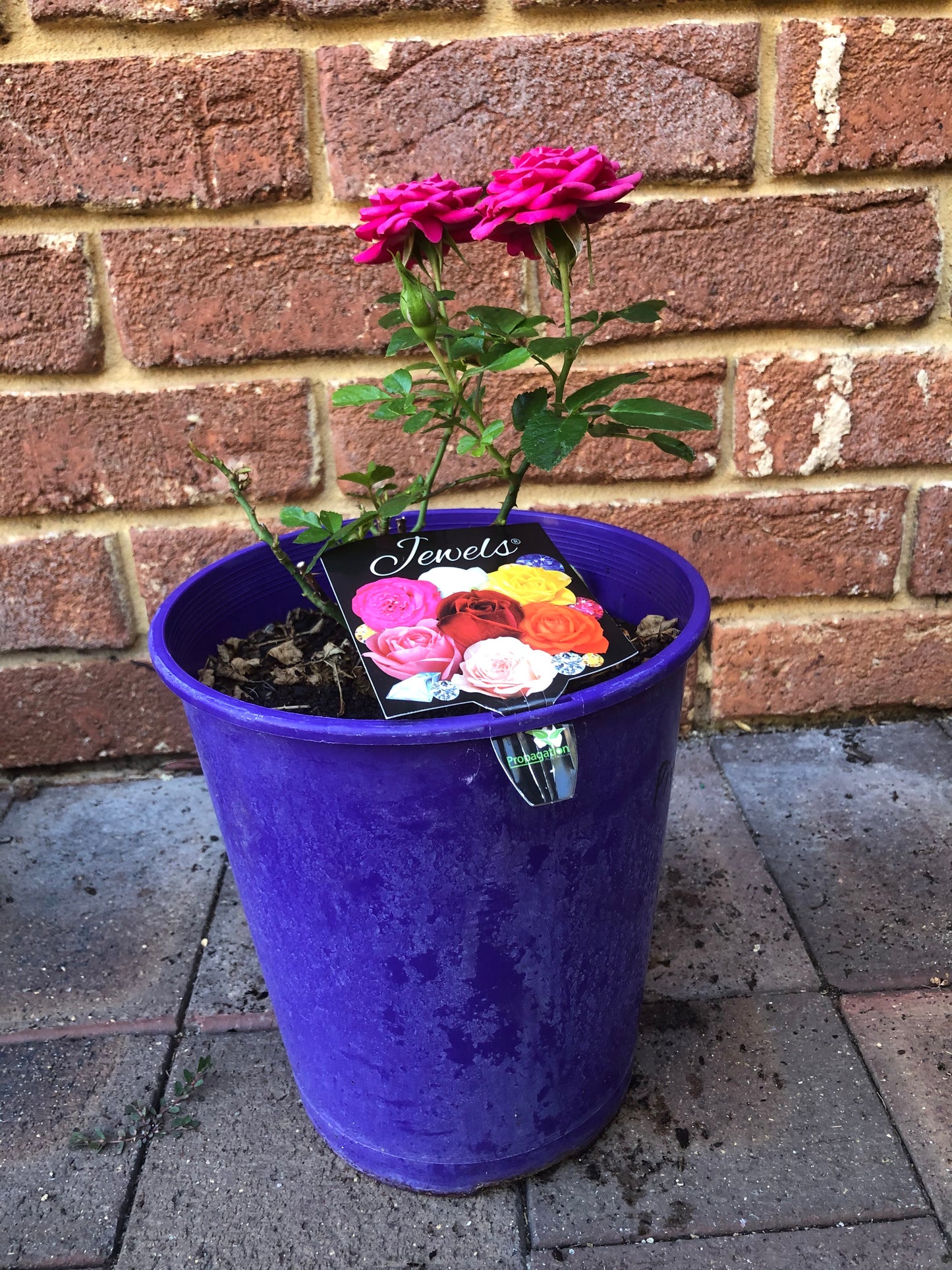 Rose Jewels (Miniature)