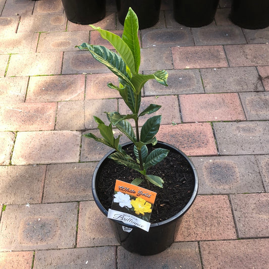 Gardenia White & Gold