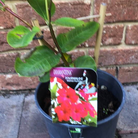 Diamantina Tourmaline (Mandevilla Sanderi)