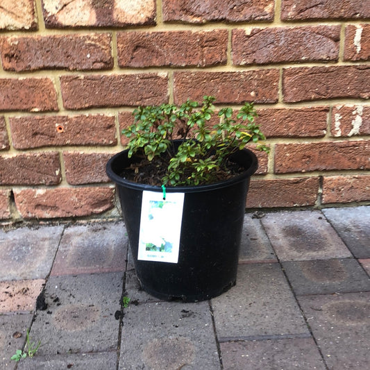 Azalea Satsuki 'Gumpo White'